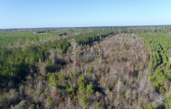 15.7 Acres of Great Hunting Land in East TX